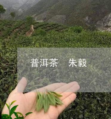 普洱茶 朱毅/2023042827146